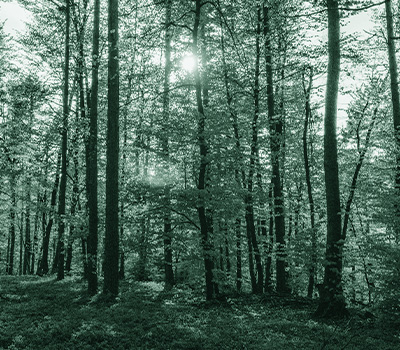 Photo d'une forêt verte